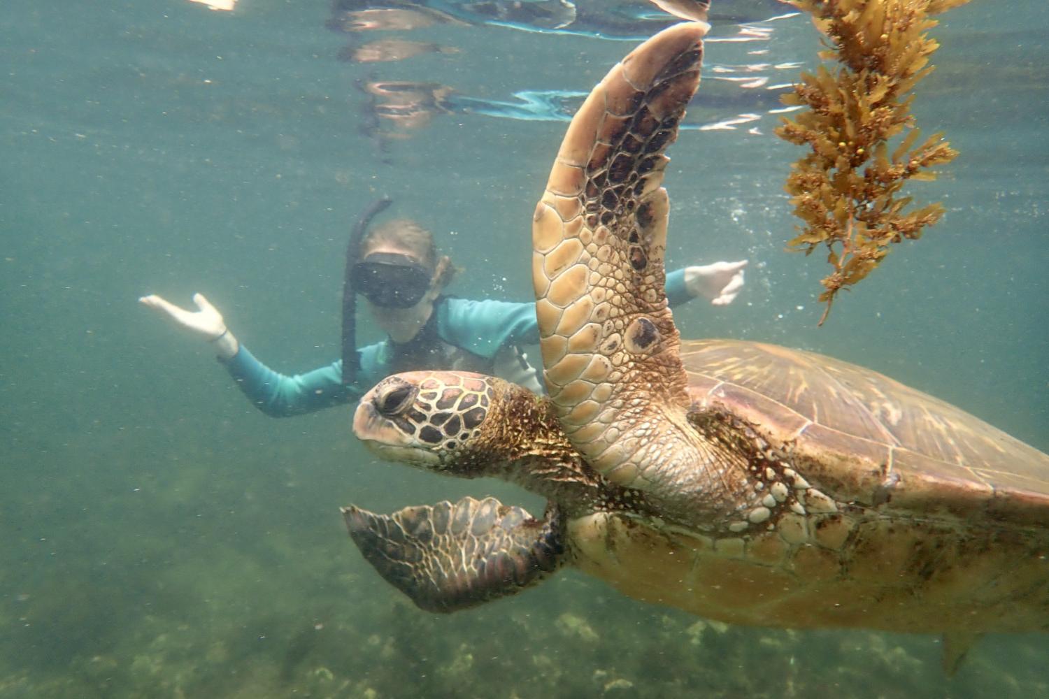 一名<a href='http://htlnqg.sweetsabrina.net'>全球十大赌钱排行app</a>学生在Galápagos群岛游学途中与一只巨龟游泳.